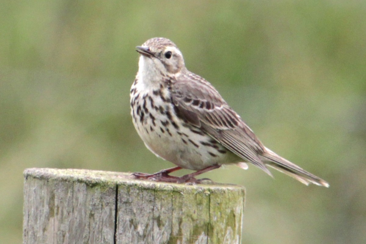 Meadow Pipit - ML620580356