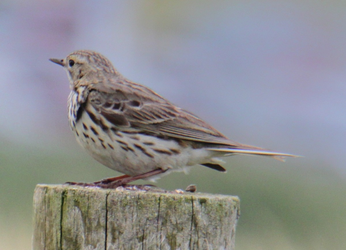 Pipit farlouse - ML620580357