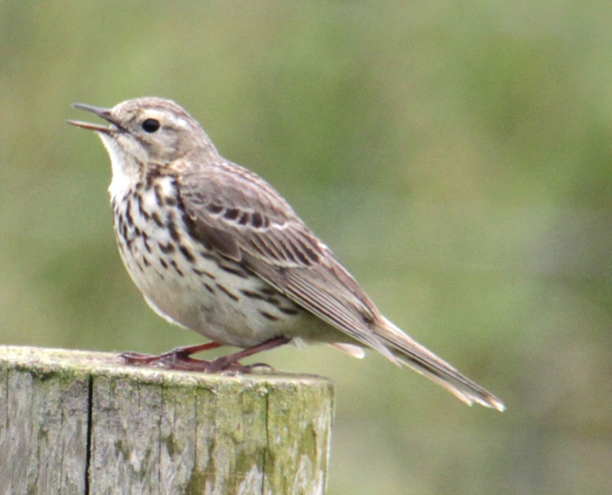 Meadow Pipit - ML620580358