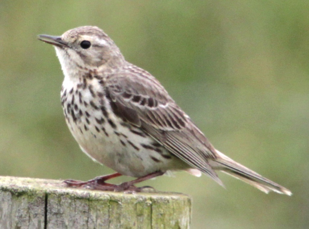 Meadow Pipit - ML620580359