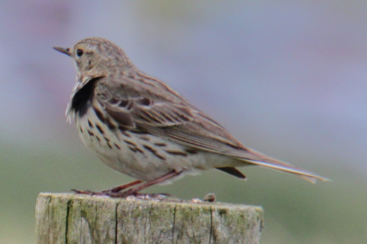 Meadow Pipit - ML620580360