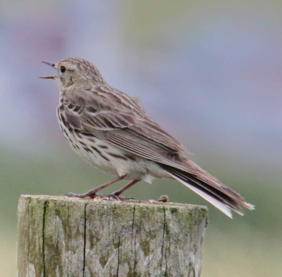 Meadow Pipit - ML620580361