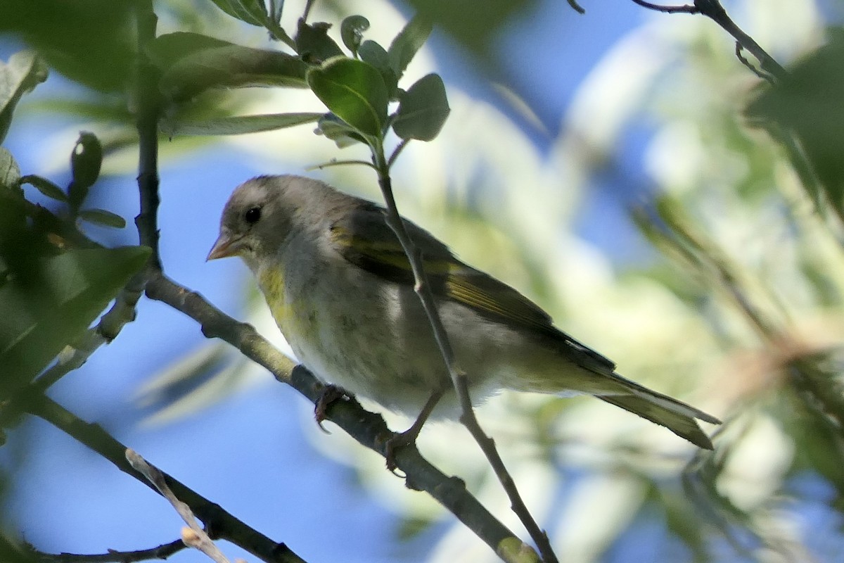 Lawrence's Goldfinch - ML620580370
