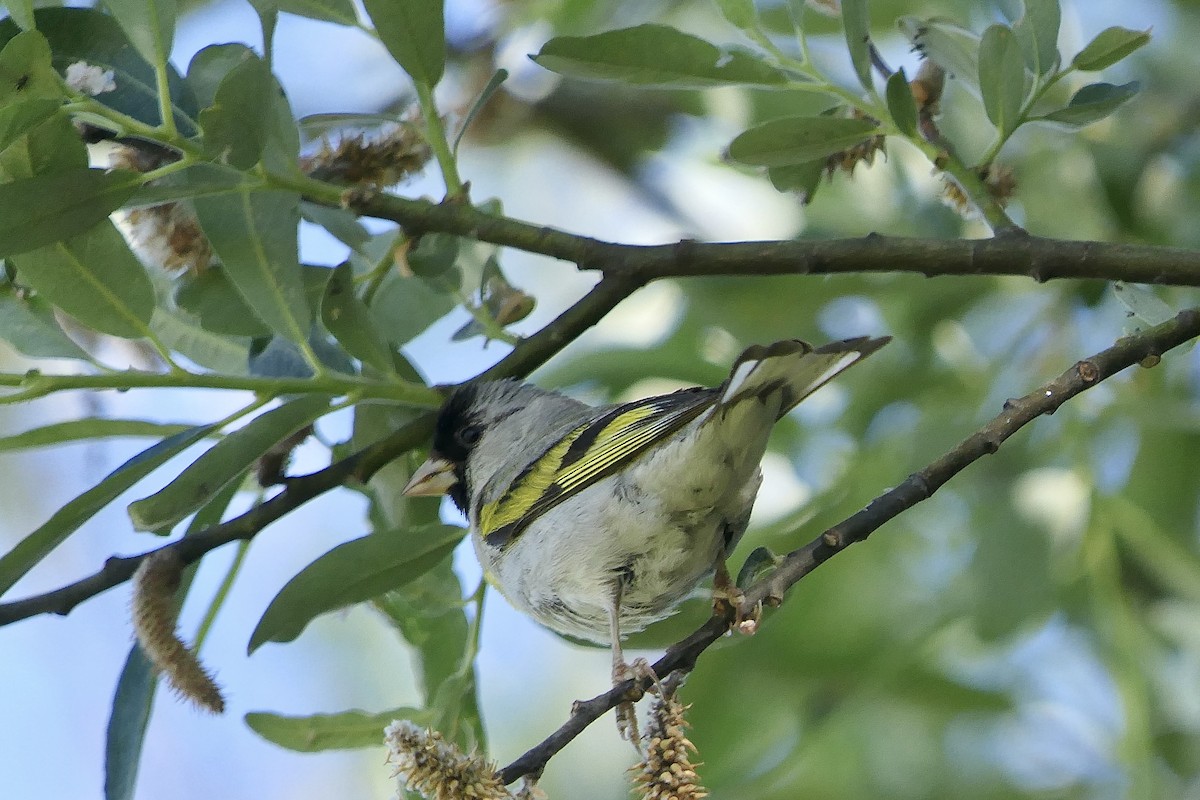 Lawrence's Goldfinch - ML620580371