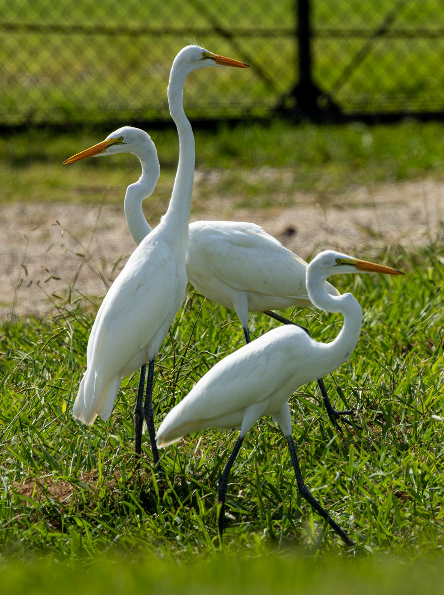 Great Egret (American) - Susanne Harm