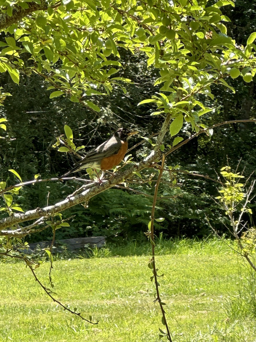 American Robin - ML620580388