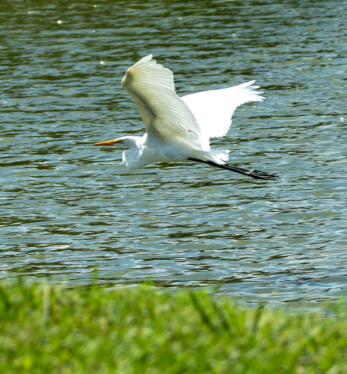 Great Egret (American) - ML620580390