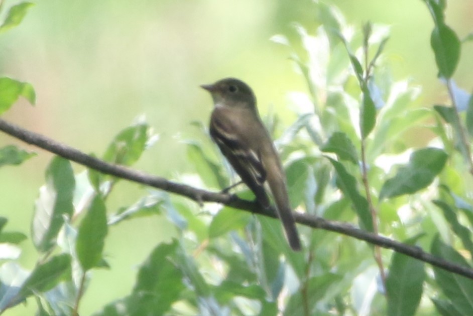 Alder Flycatcher - ML620580392