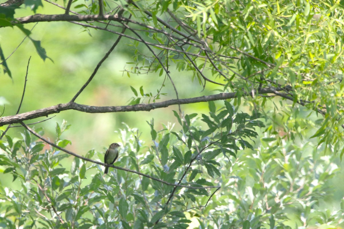 Alder Flycatcher - ML620580395