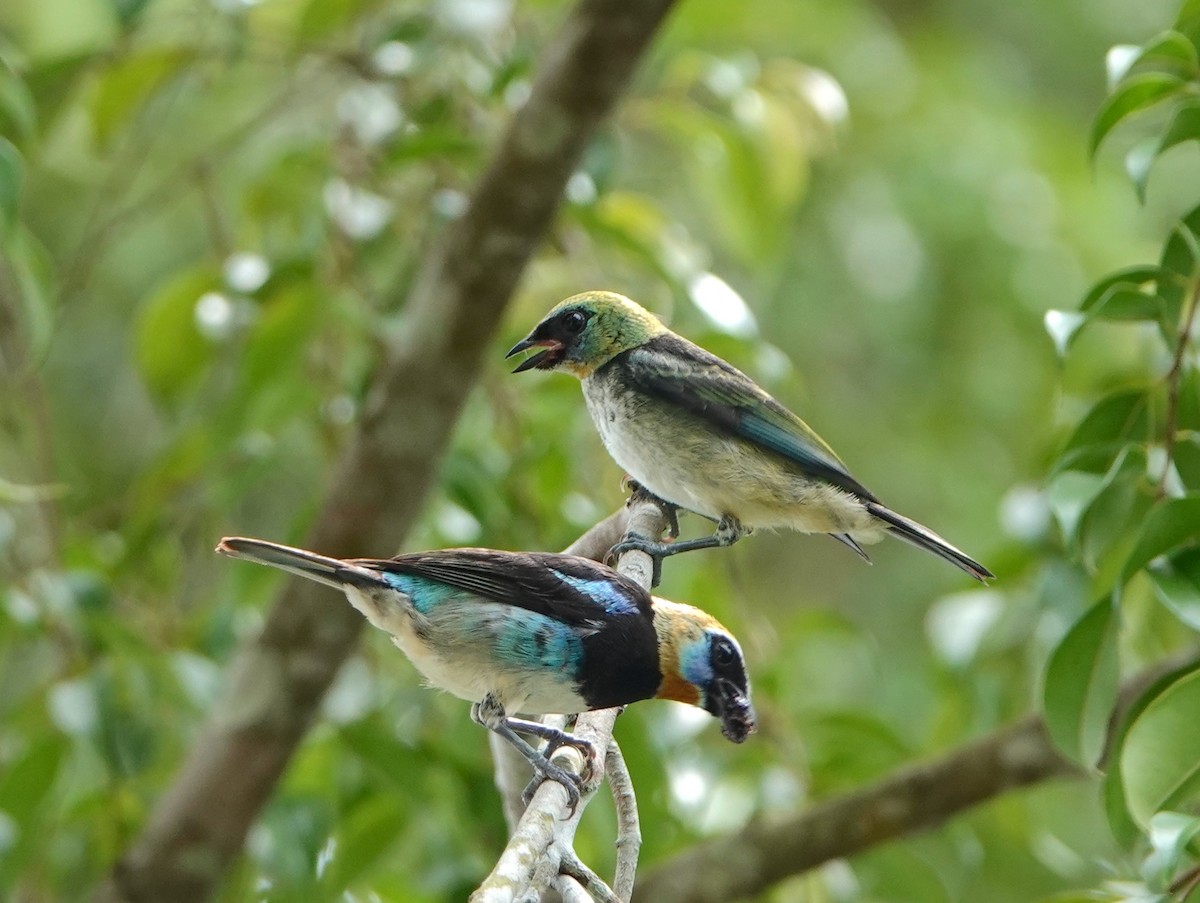 Golden-hooded Tanager - ML620580396