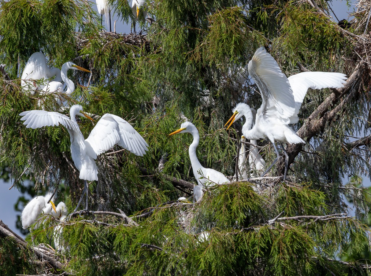 Grande Aigrette (egretta) - ML620580397