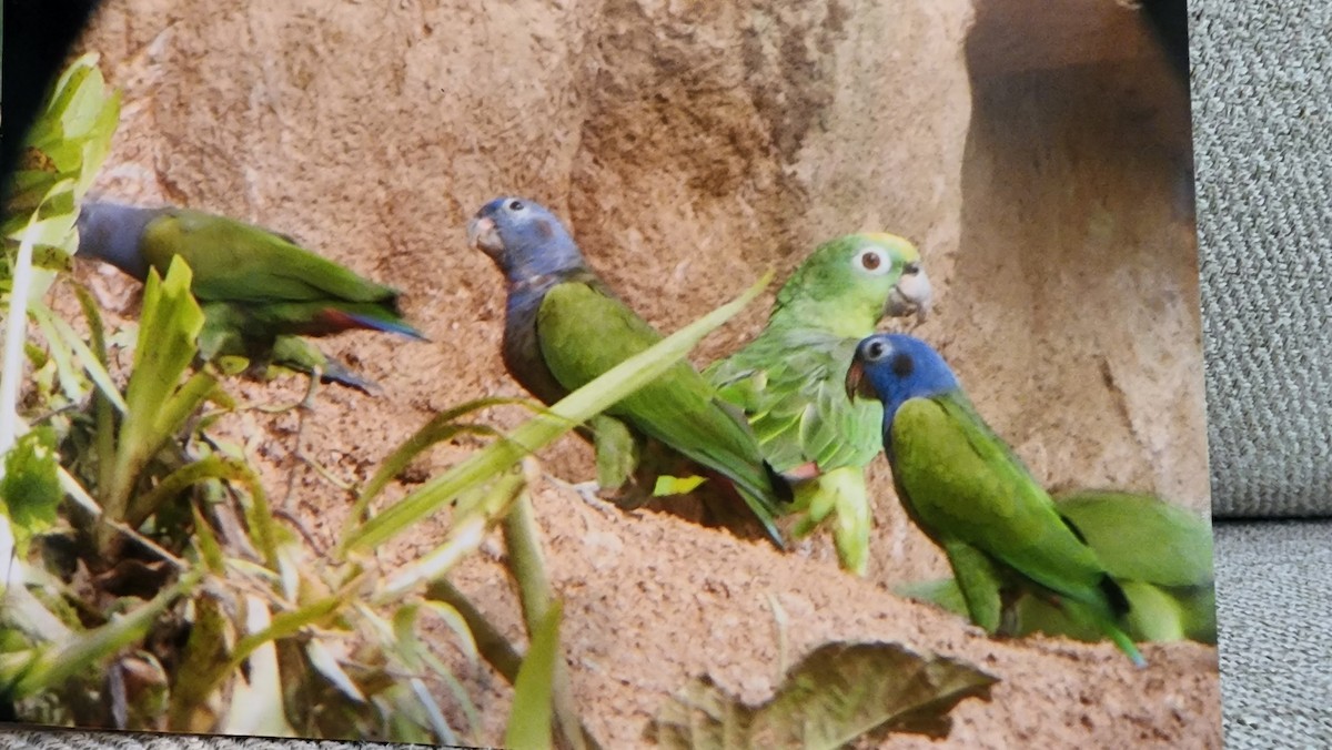 Blue-headed Parrot - ML620580407