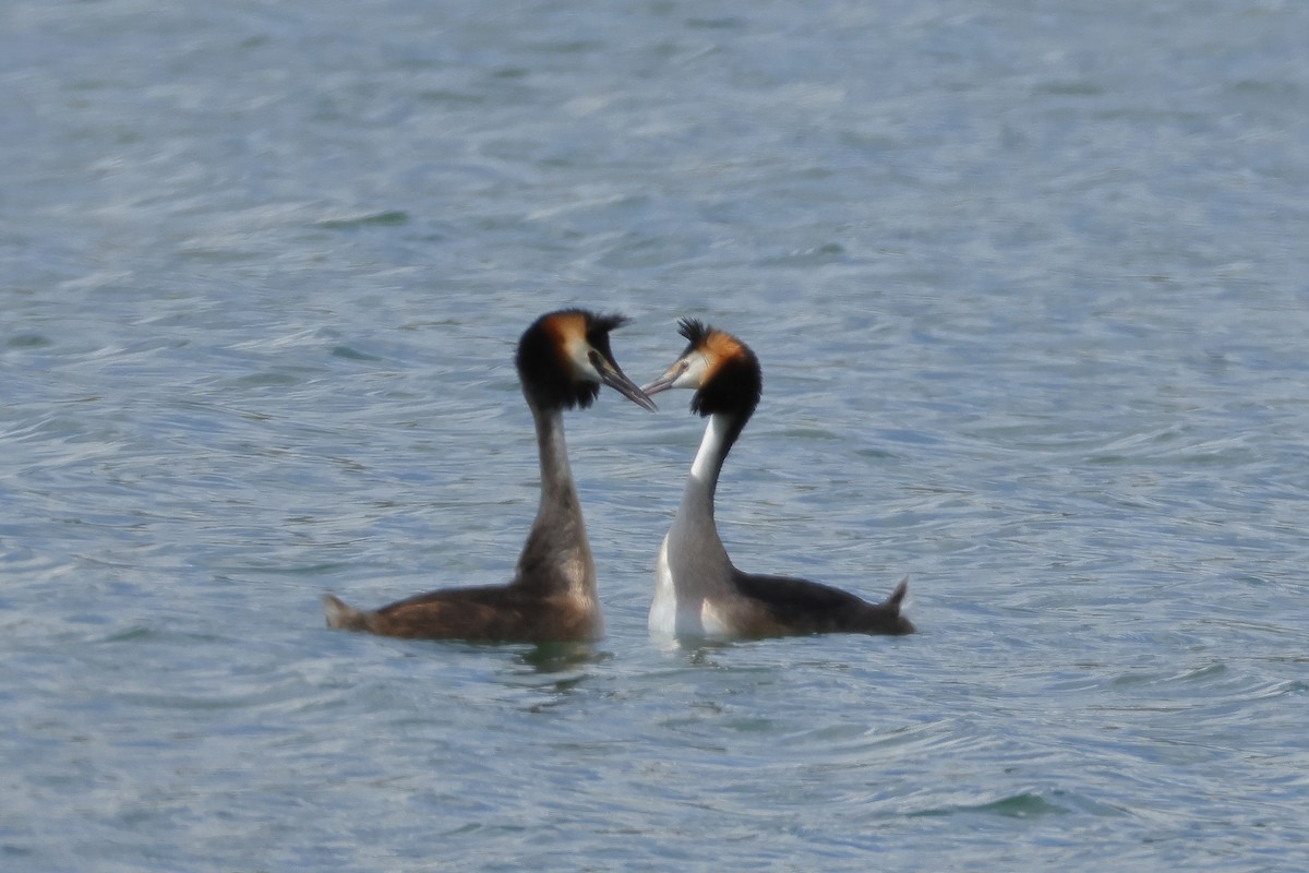 Great Crested Grebe - ML620580409