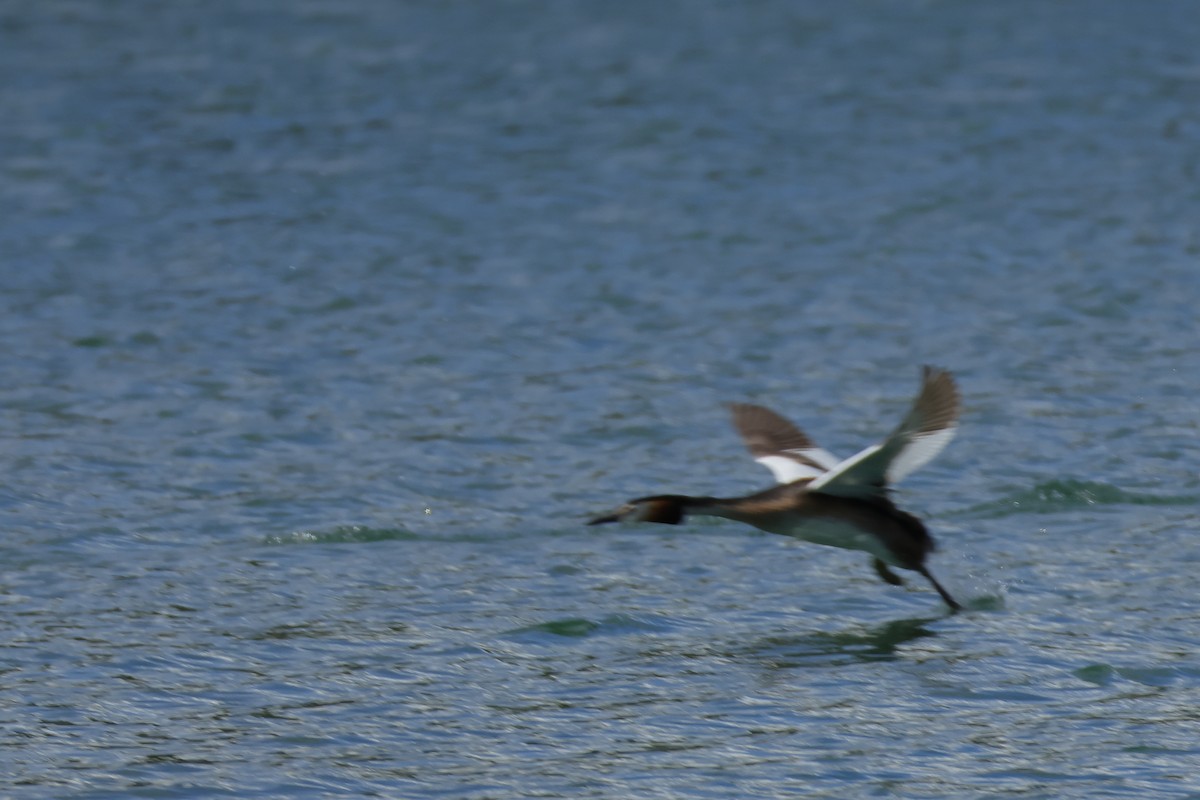 Great Crested Grebe - ML620580415