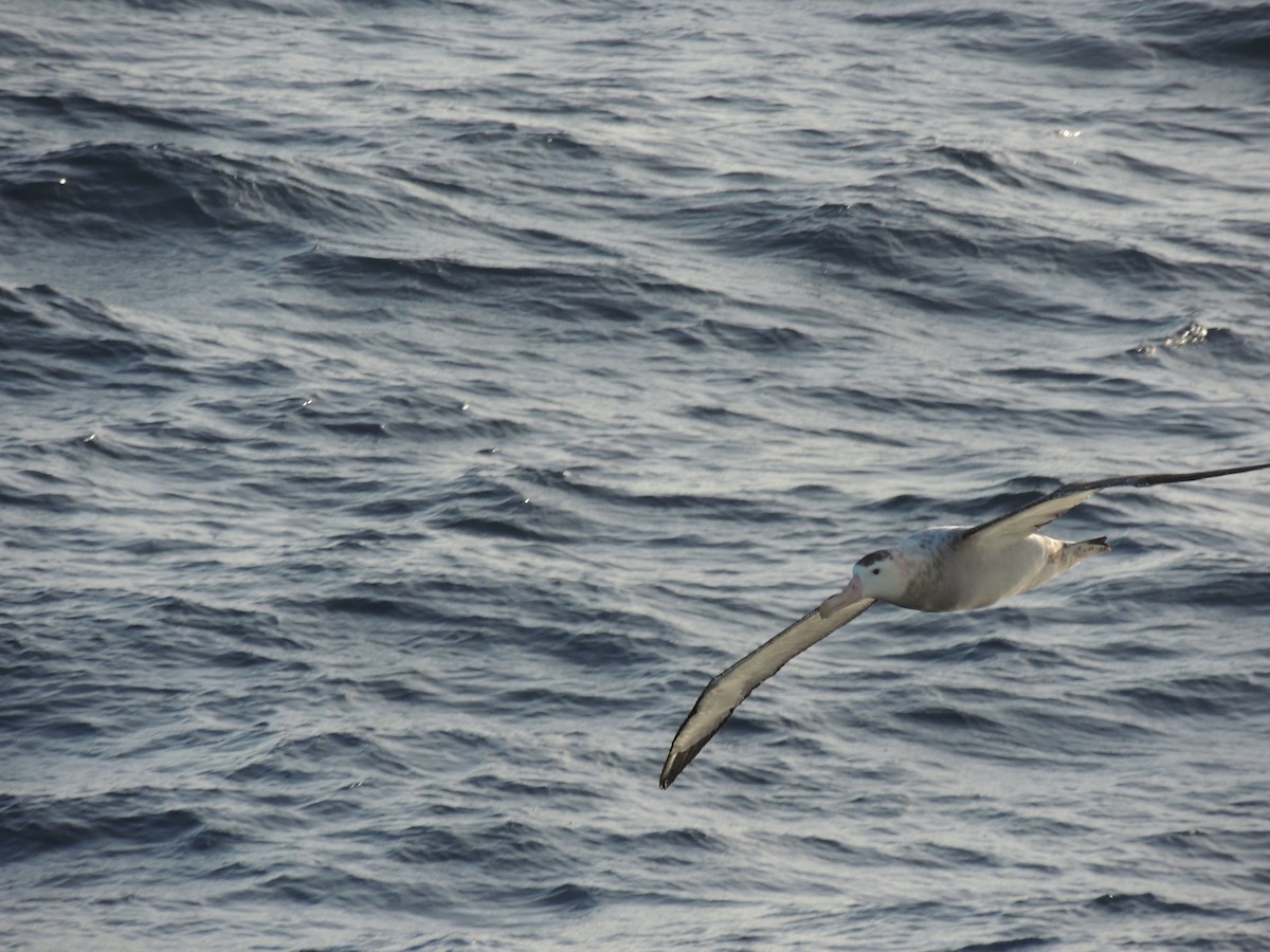 Snowy Albatross - Peter Hopkin