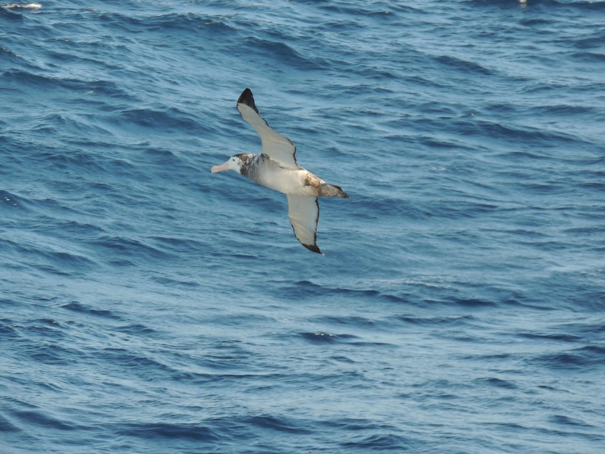 albatros stěhovavý - ML620580417