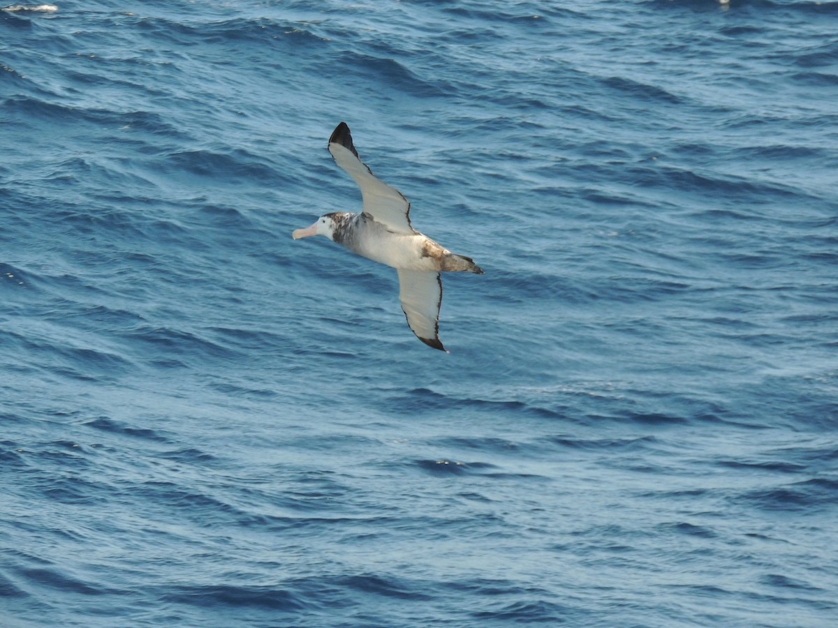 Snowy Albatross - ML620580417