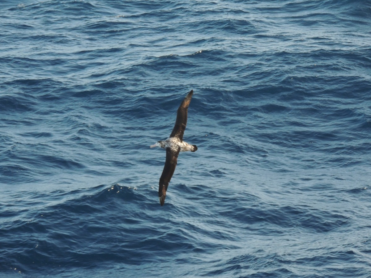 albatros stěhovavý - ML620580419