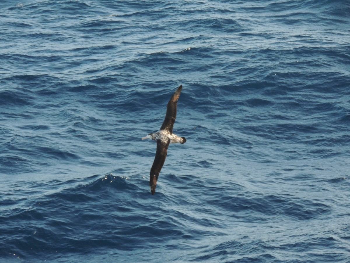 Snowy Albatross - ML620580419