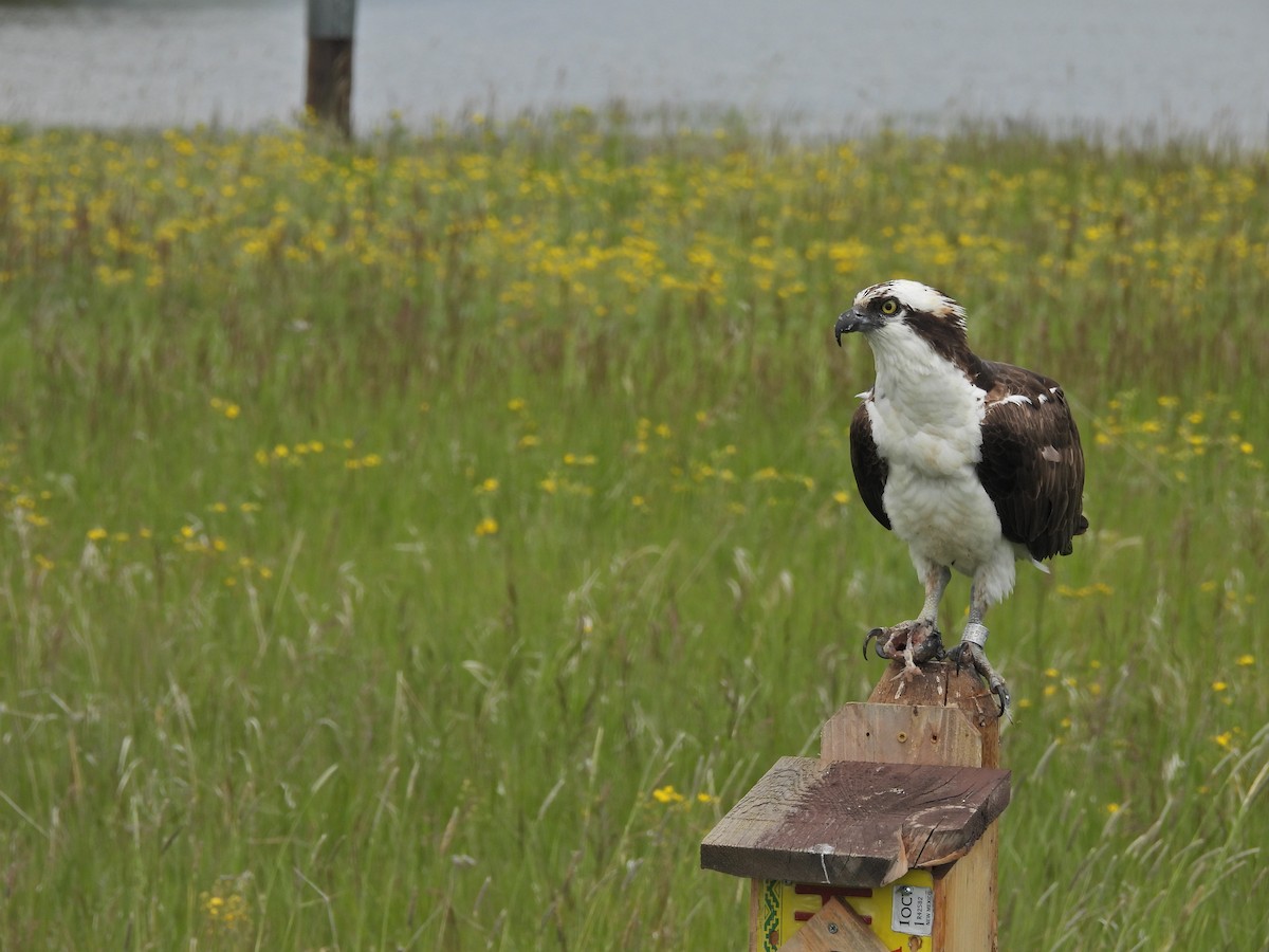 Osprey - ML620580421