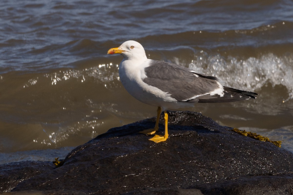 Lesser Black-backed Gull - ML620580423