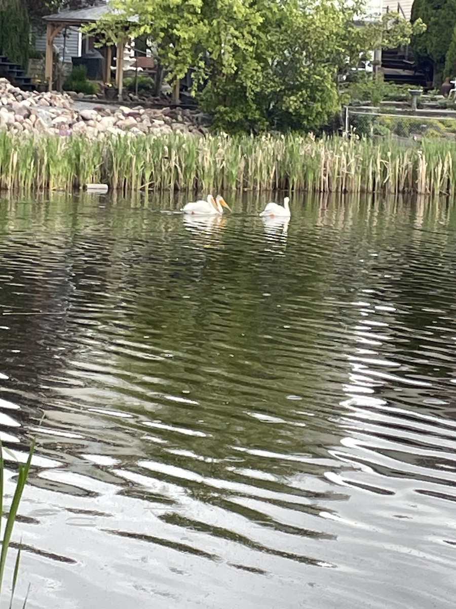 American White Pelican - ML620580428