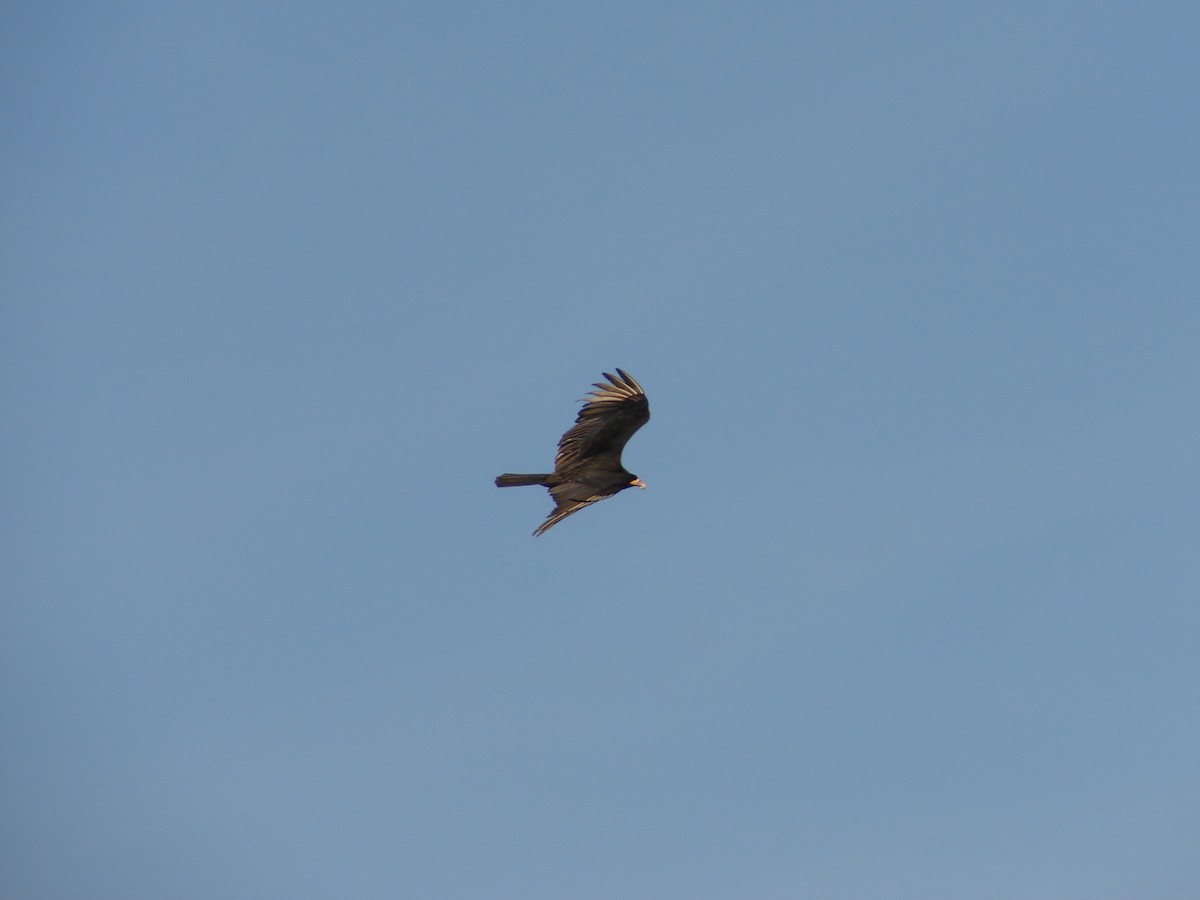 Turkey Vulture - ML620580429