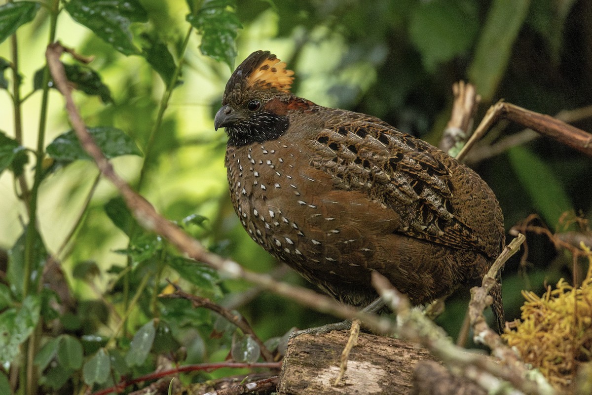 Spotted Wood-Quail - ML620580430