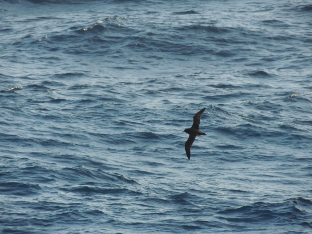 White-chinned Petrel - ML620580431