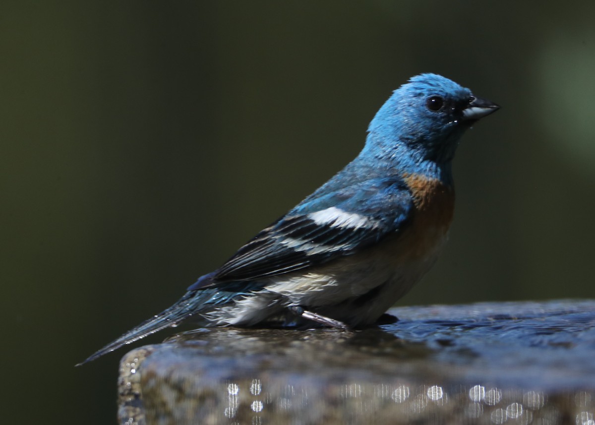 Lazuli Bunting - ML620580434