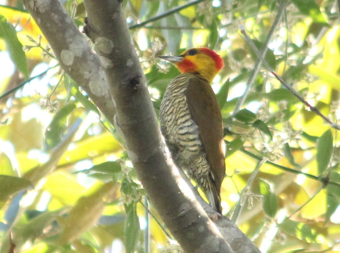Yellow-throated Woodpecker - ML620580441