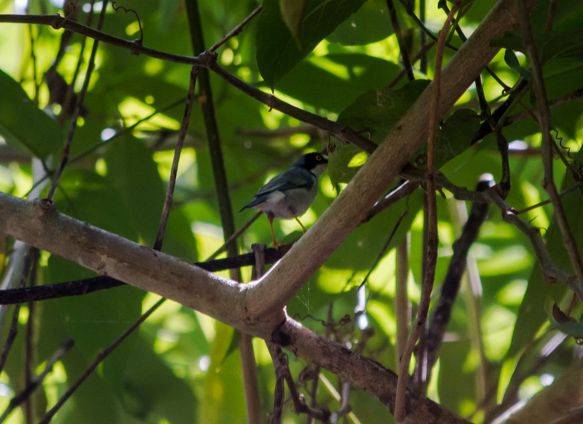 Hooded Tanager - ML620580444