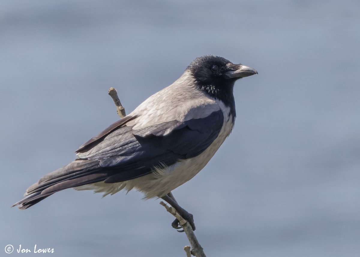 Hooded Crow (Hooded) - ML620580446