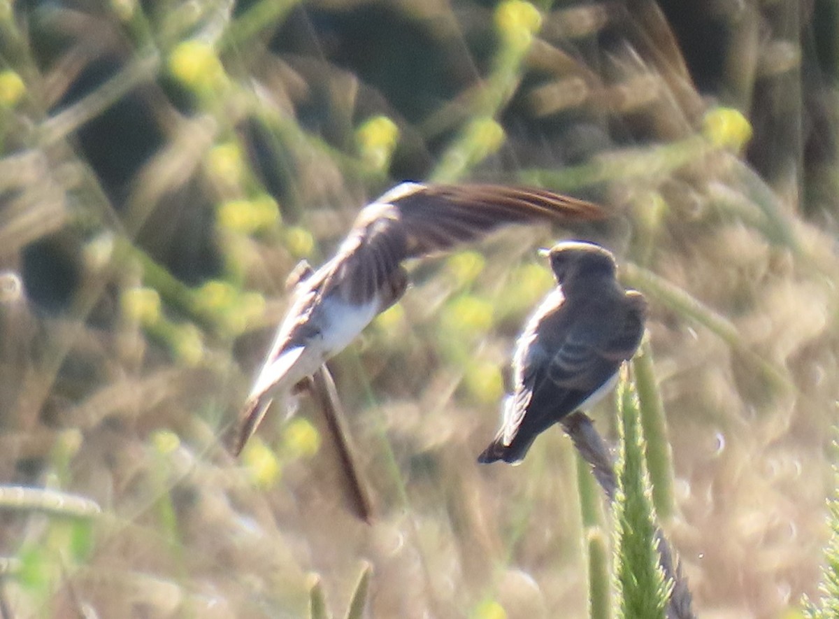 Golondrina/Avión sp. - ML620580459