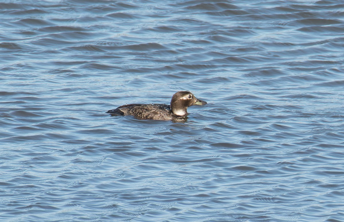 Long-tailed Duck - ML620580464