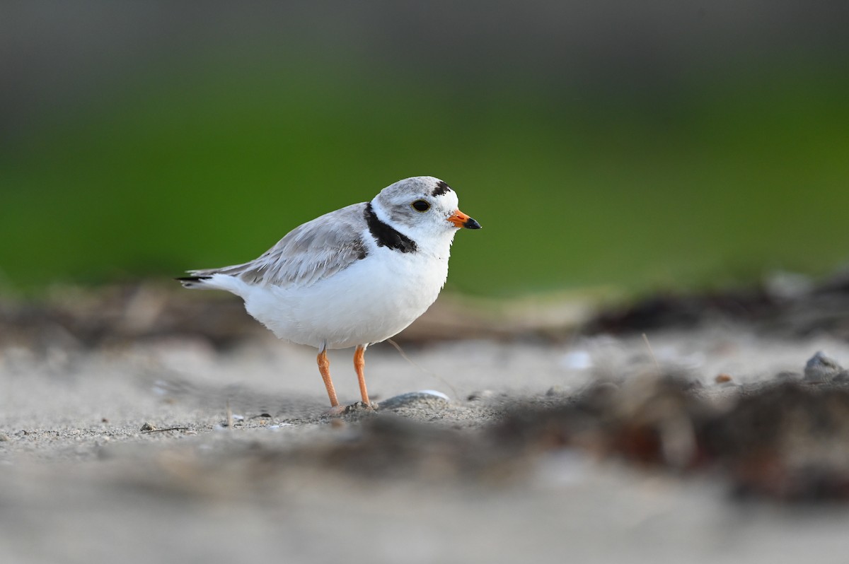 Piping Plover - ML620580476