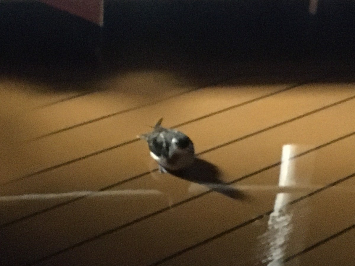 South Georgia Diving-Petrel - ML620580477