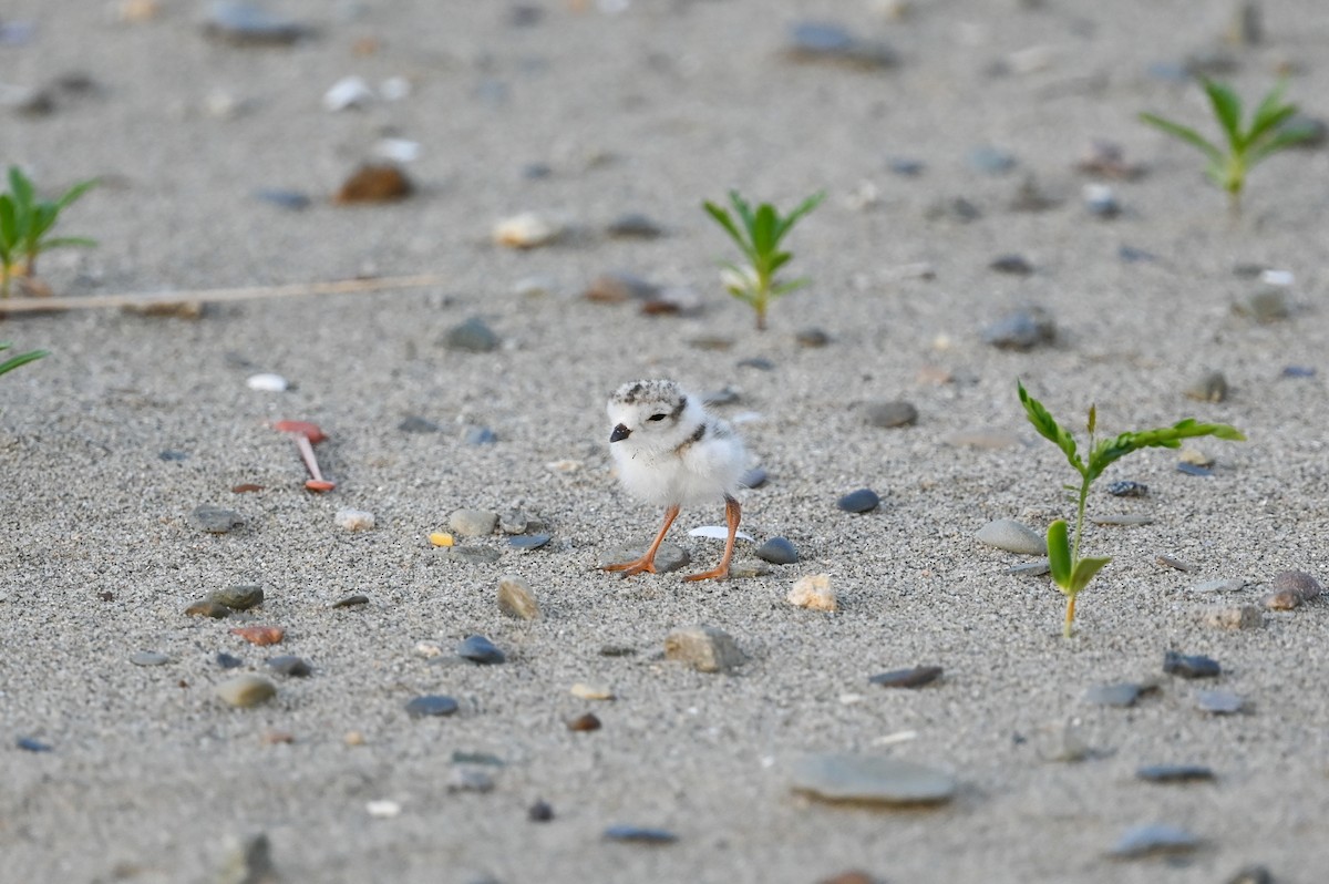 Piping Plover - ML620580482