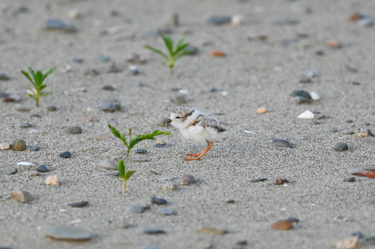 Piping Plover - ML620580483