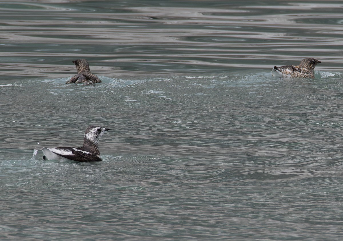 Kittlitz's Murrelet - ML620580485