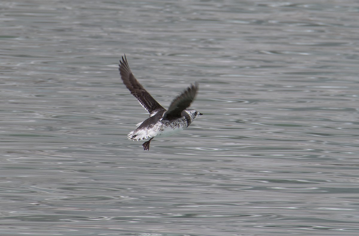 Kittlitz's Murrelet - Chris Charlesworth