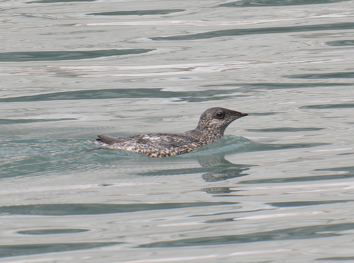 Kittlitz's Murrelet - ML620580487