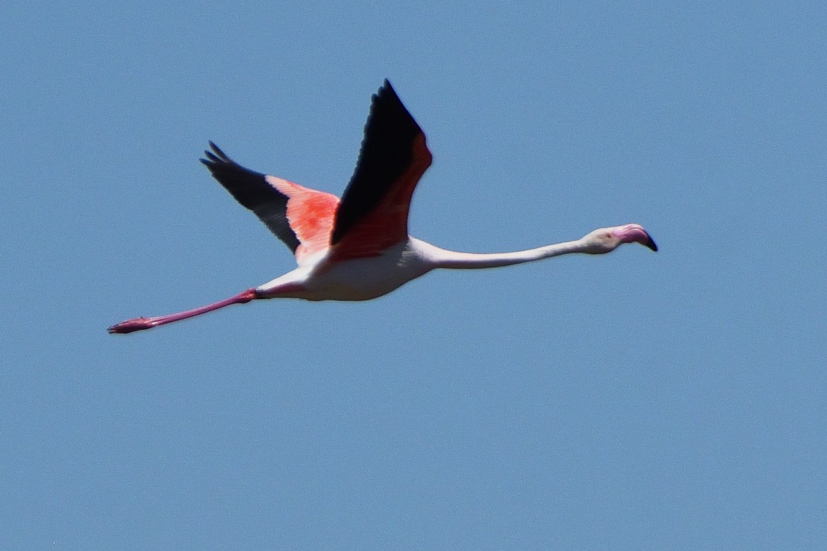 Greater Flamingo - ML620580490