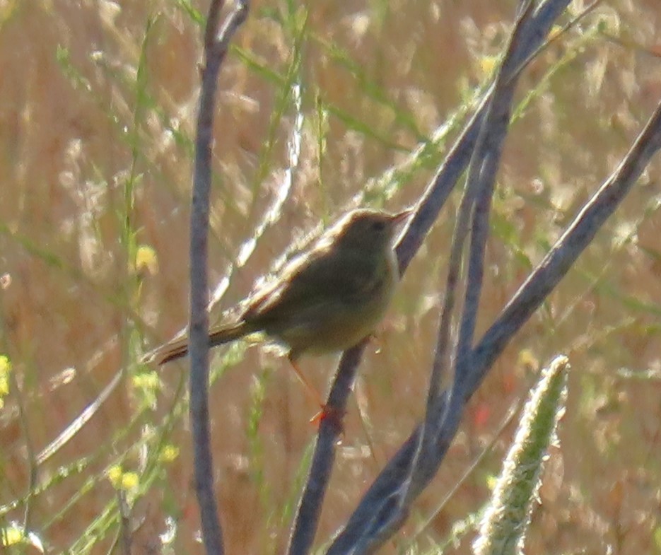 Orange-crowned Warbler - ML620580494