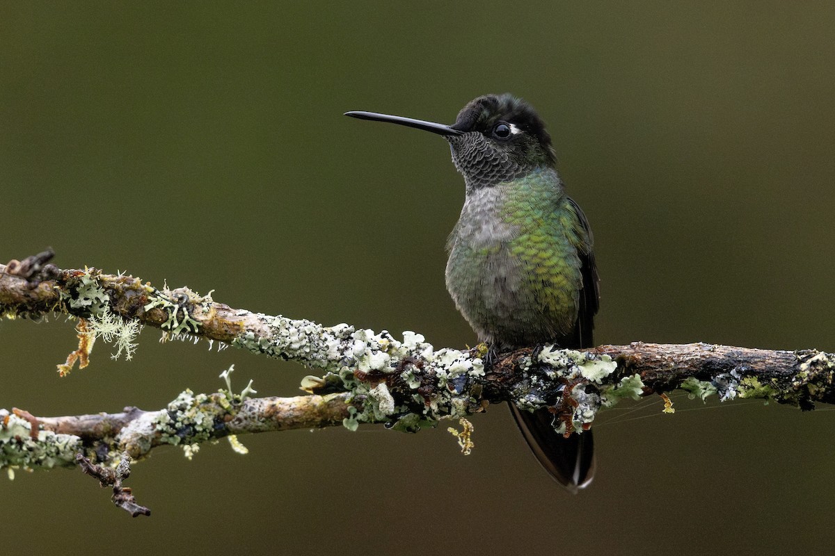 Talamanca Hummingbird - ML620580498
