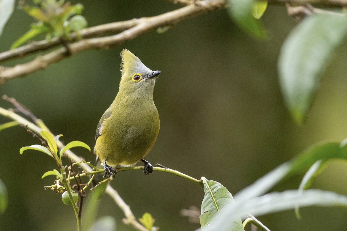 Long-tailed Silky-flycatcher - ML620580500