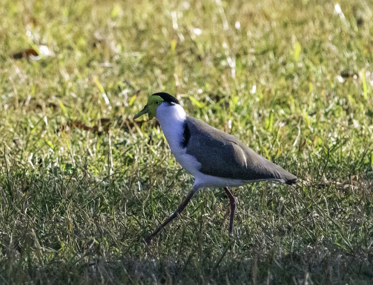 Masked Lapwing - ML620580501