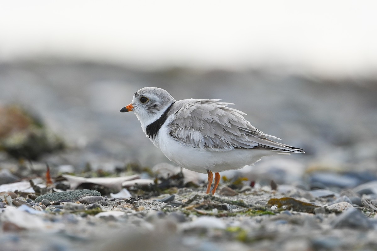 Piping Plover - ML620580504