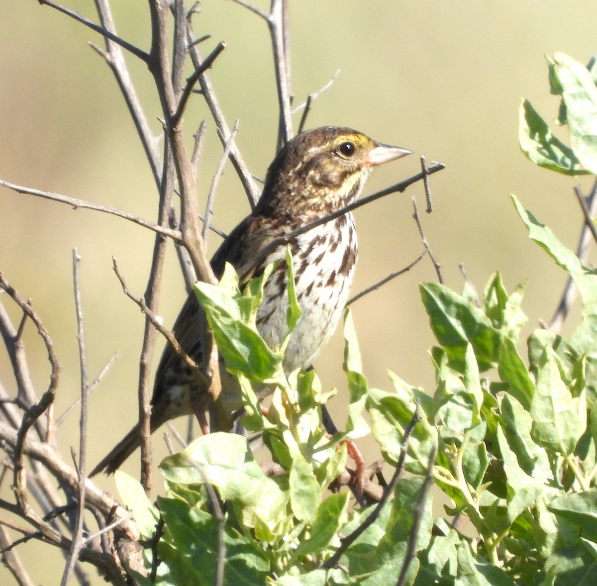 Savannah Sparrow - ML620580507