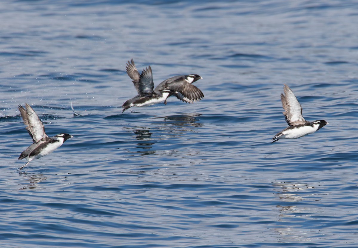 Ancient Murrelet - ML620580509